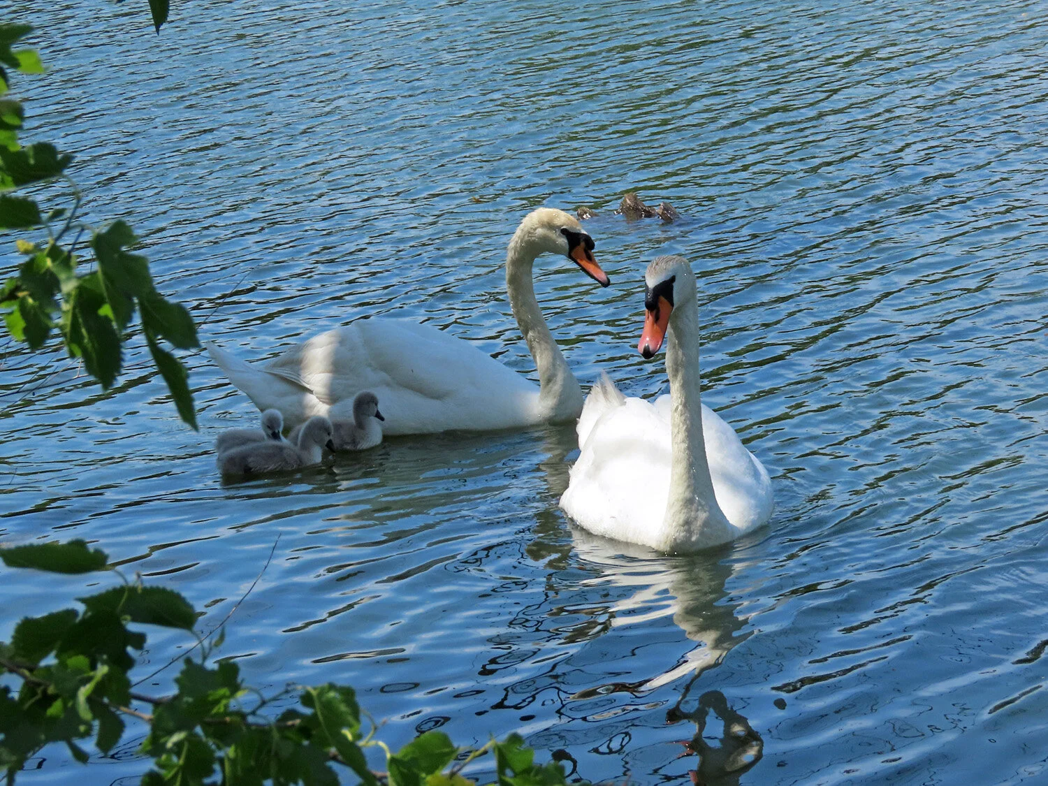 Swans — Susan Kirby